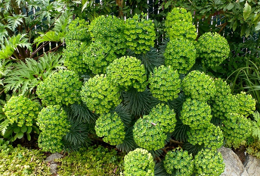 Euphorbia characias veggkunst