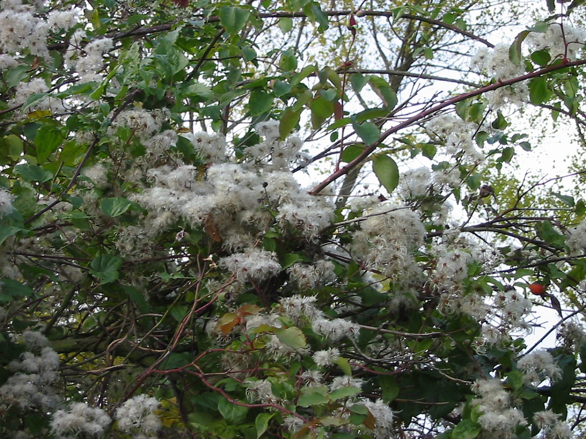 busk med hvite blomster