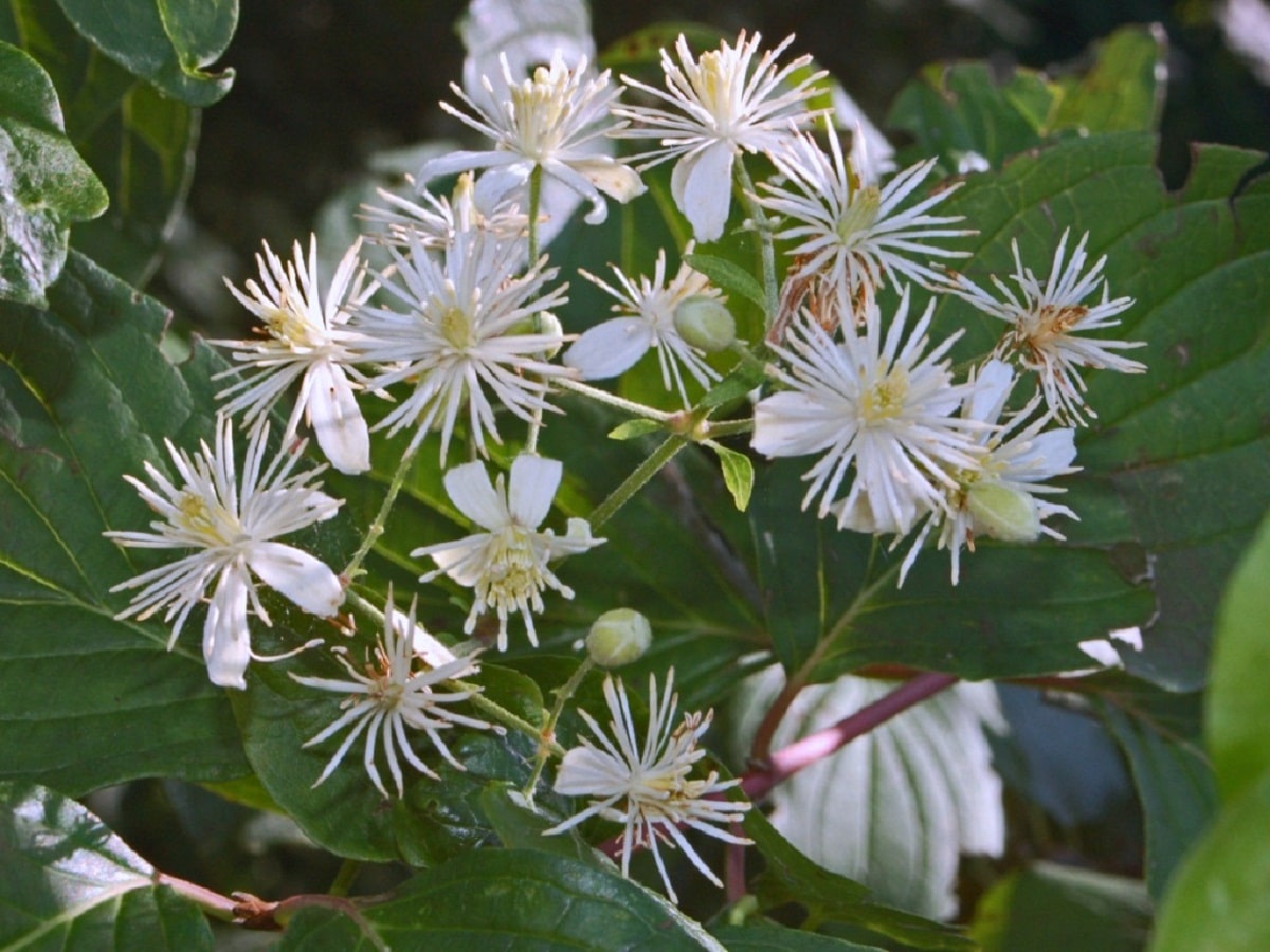 hvite blomster av Clematis vitalba