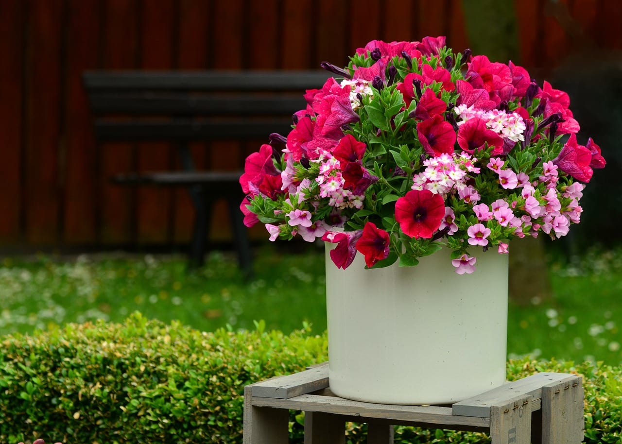 Ta vare på blomstene dine ved å plante dem i potter med underlag som drenerer godt