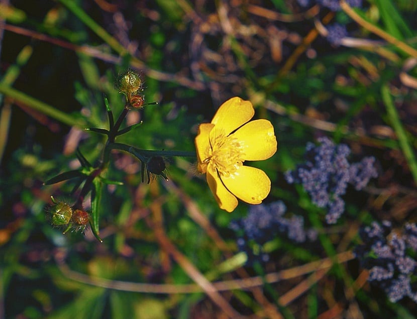 ensom gul blomst kalt Ranunculus repens