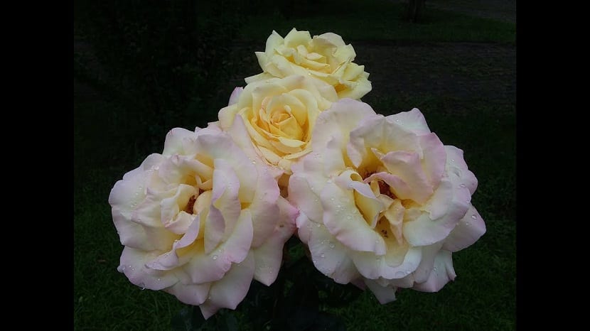 4 roser med dugg på toppen av kronbladene