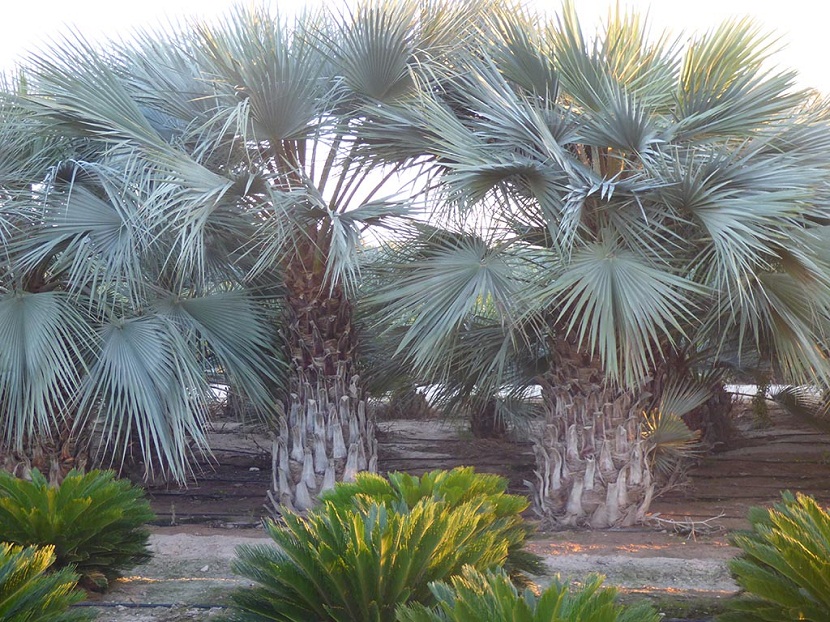 palmer med store blader