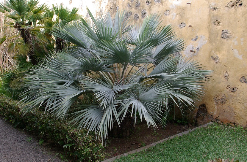 liten palme i en hage