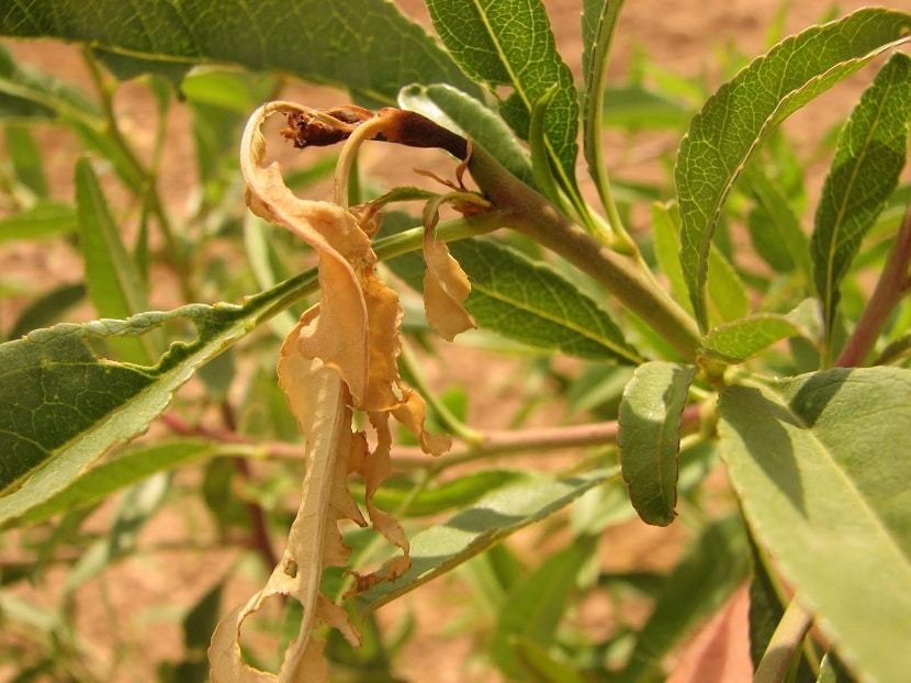 Anarsia lineatella-bilde i stort