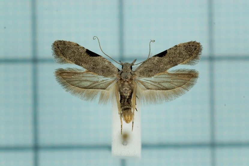 Anarsia lineatella med åpne vinger