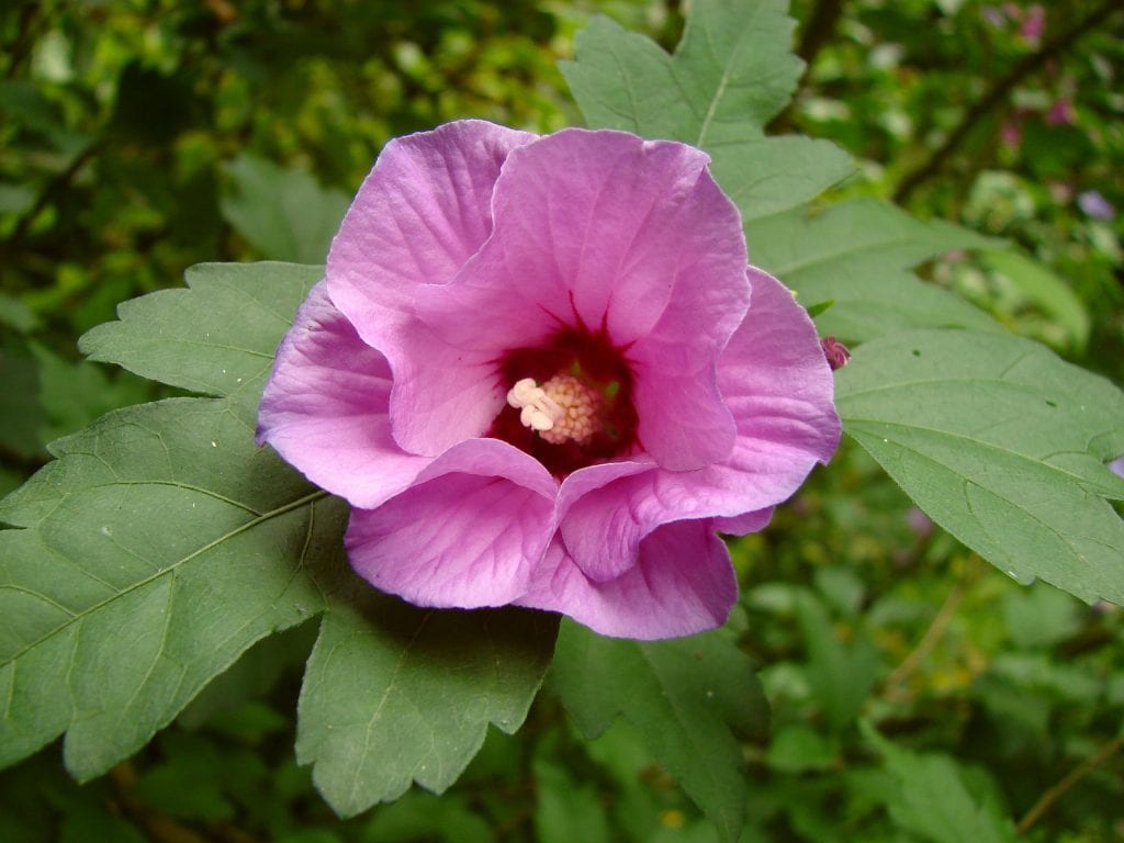 Hibiscus syriacus blomster