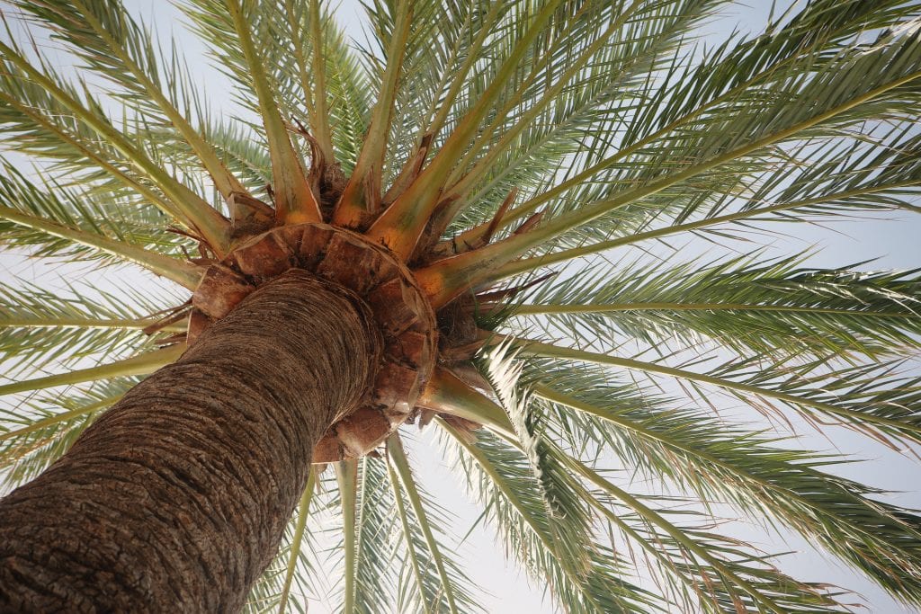 Date Palm eller Phoenix dactylifera, en palme med et pinnat blad