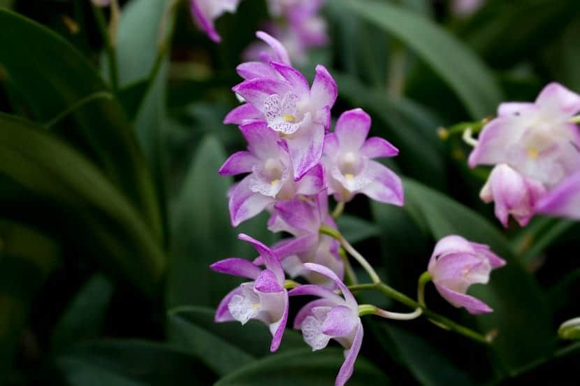 gryte med lilla orkide blomster