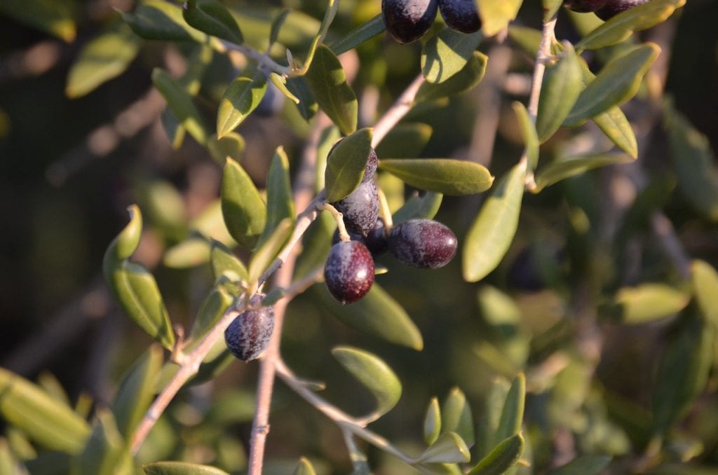 Frukten av den ville oliven er liten