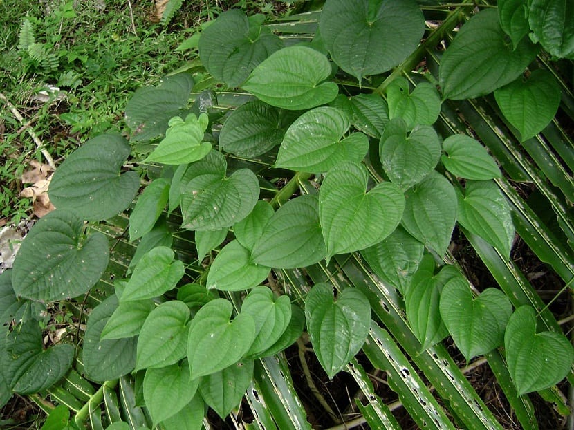 blader av vannetavnet plante eller dioscorea alata