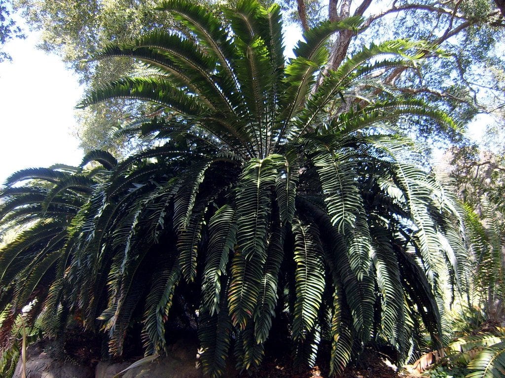 Encephalartos woodii er en sykkad