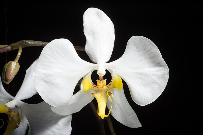 Hvit orkidé kalt Phalaenopsis amabilis