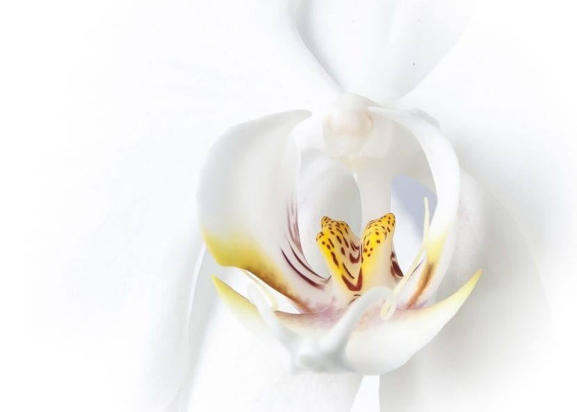 Den hvite orkidéblomsten er veldig pen