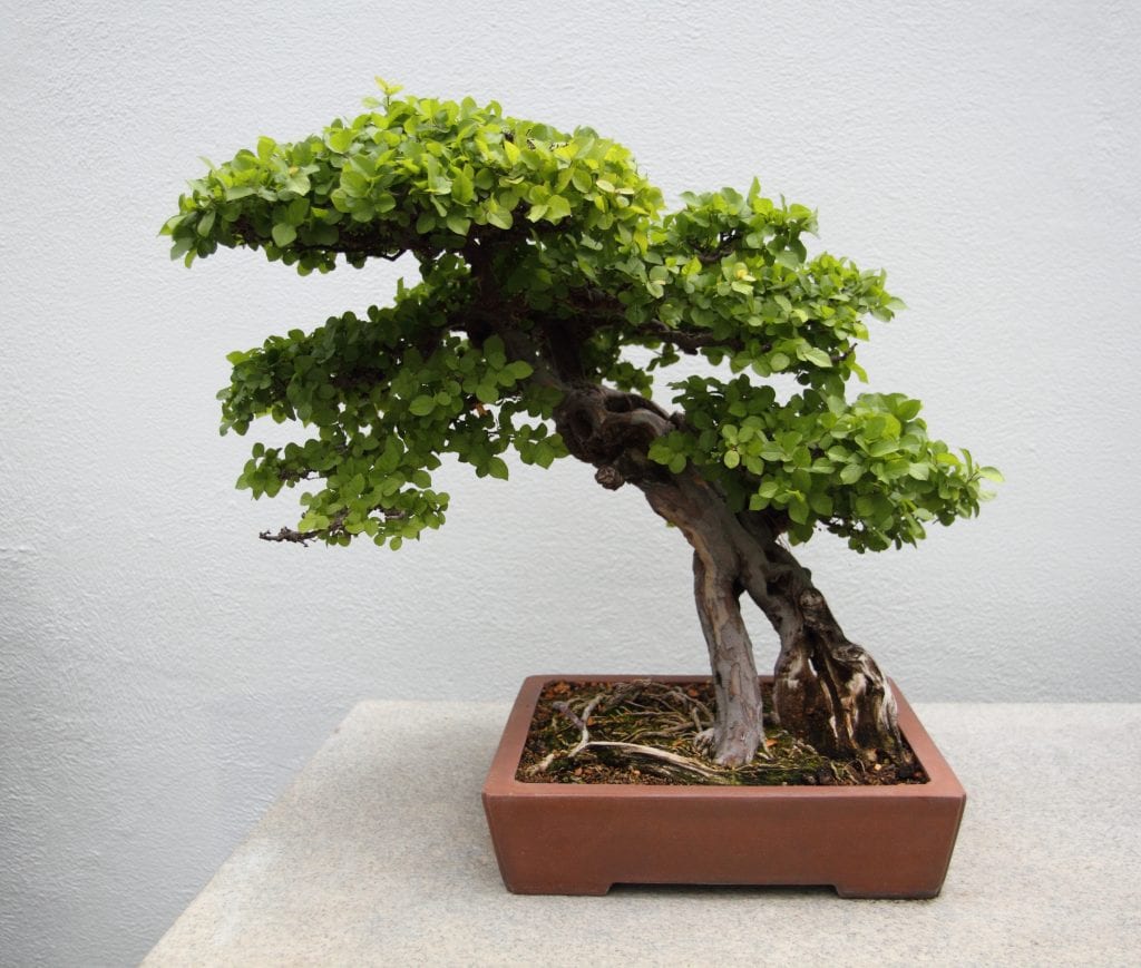 Utsikt over en sageretia bonsai