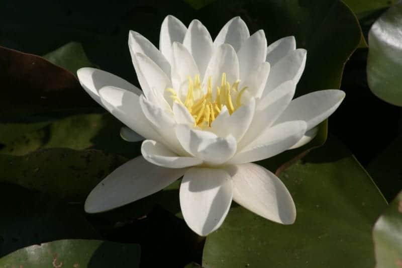 Hvit vannlilje blomst