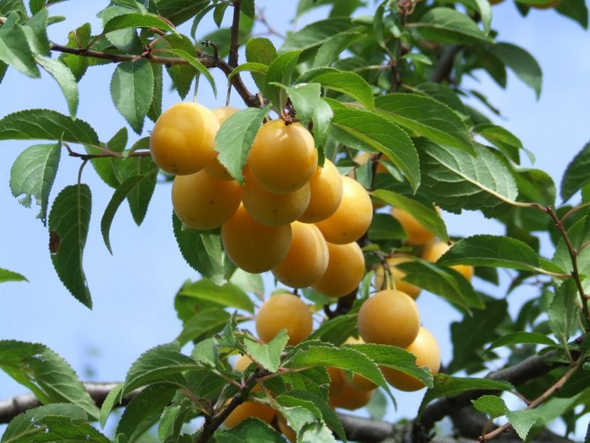 Prunus domestica med frukt