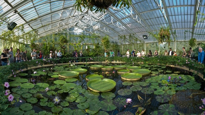 Kew Seksjoner for vannplanter
