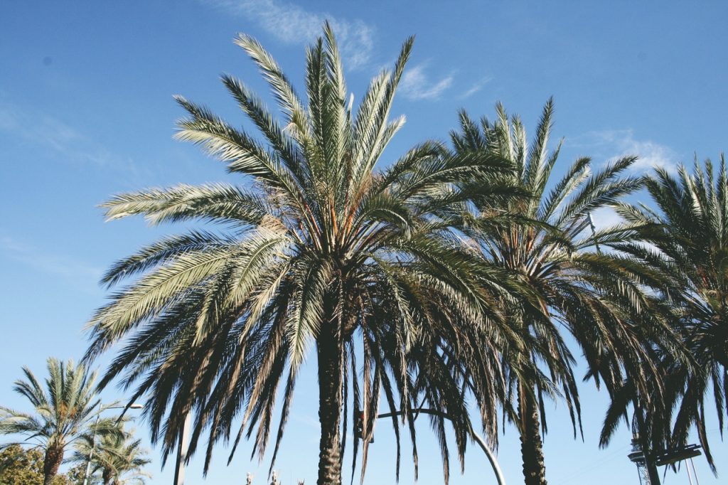 Daddelpalmen er et palme