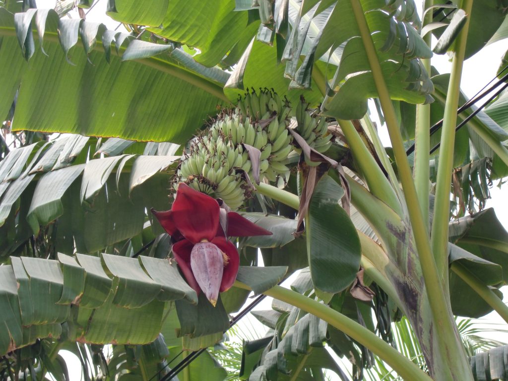 Utsikt over Musa acuminata