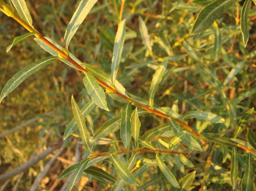 Grener av Salix purpurea