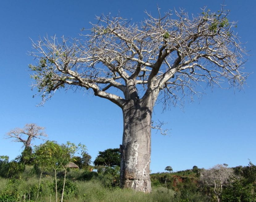 Baobab voksenprøve