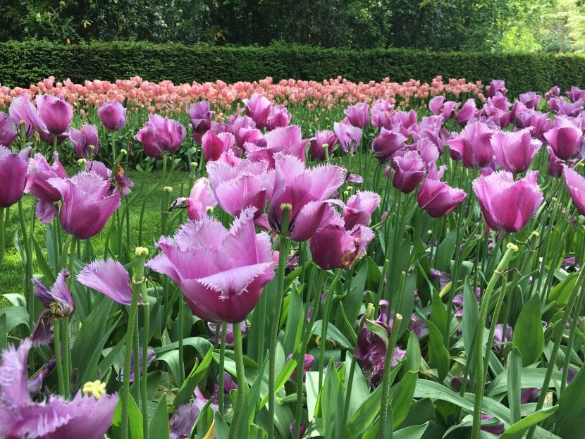 Tulipaner er pæreformede, enkle å ta vare på