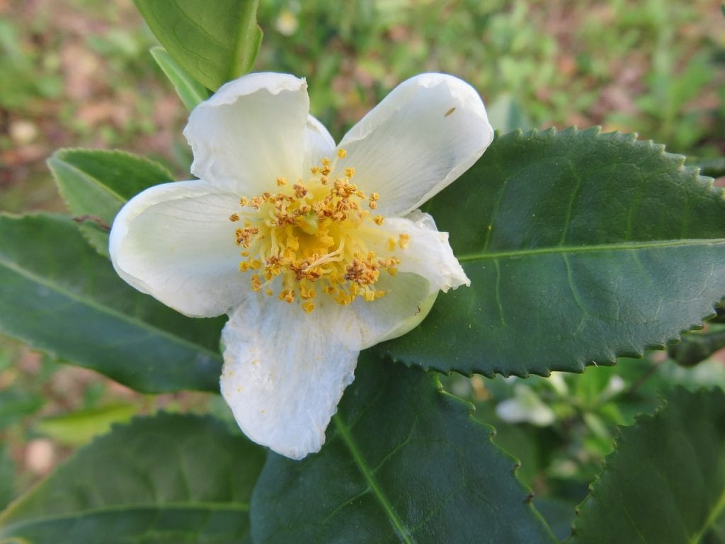 Camellia sinensis er en busk