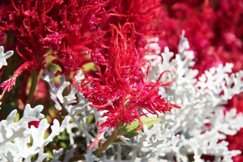 Astilbe blomster kan ha forskjellige farger