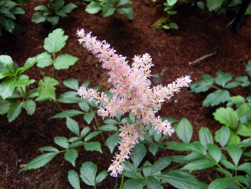 Astilbe-planten er en veldig dekorativ plante