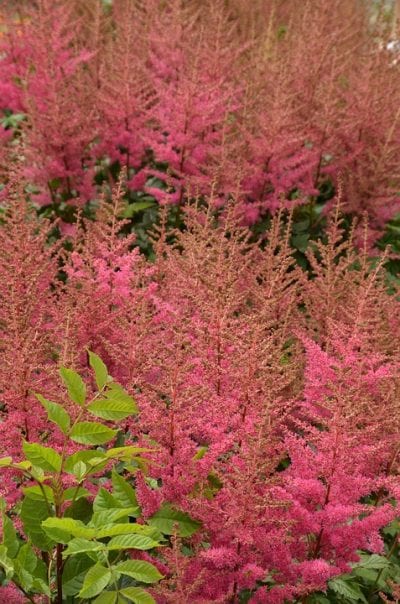 Astilbe blomstrer hvert år