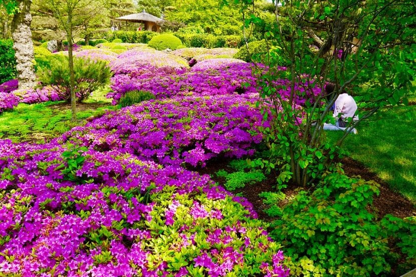 Utsikt over bougainvilleas i en japansk botanisk hage