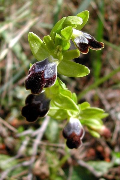 Ophrys fusca blomst