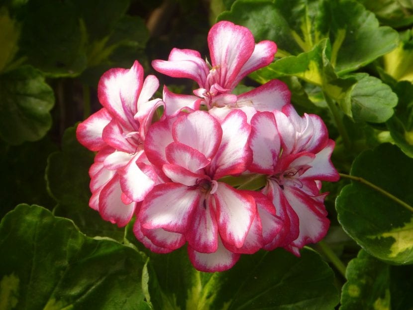 Geranium med tofargede blomster (rosa og hvitt)