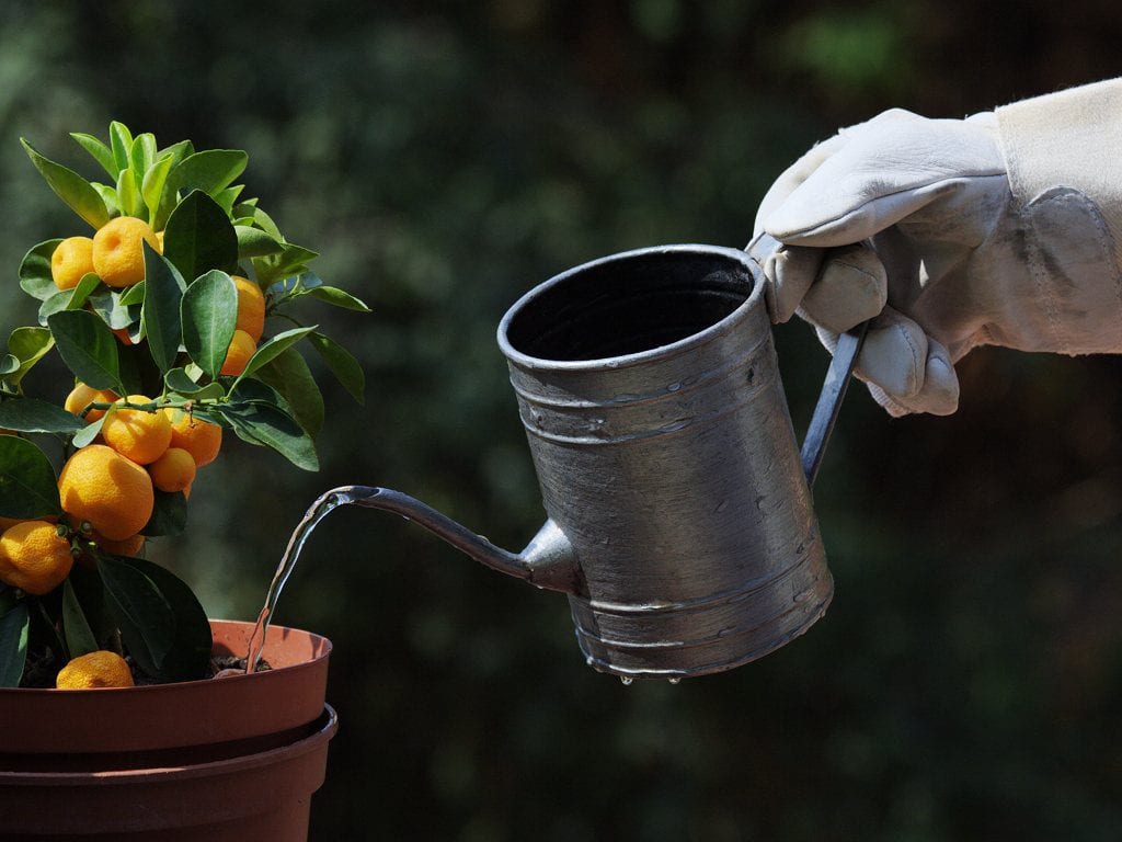 Metall vanning kan vanne en plante