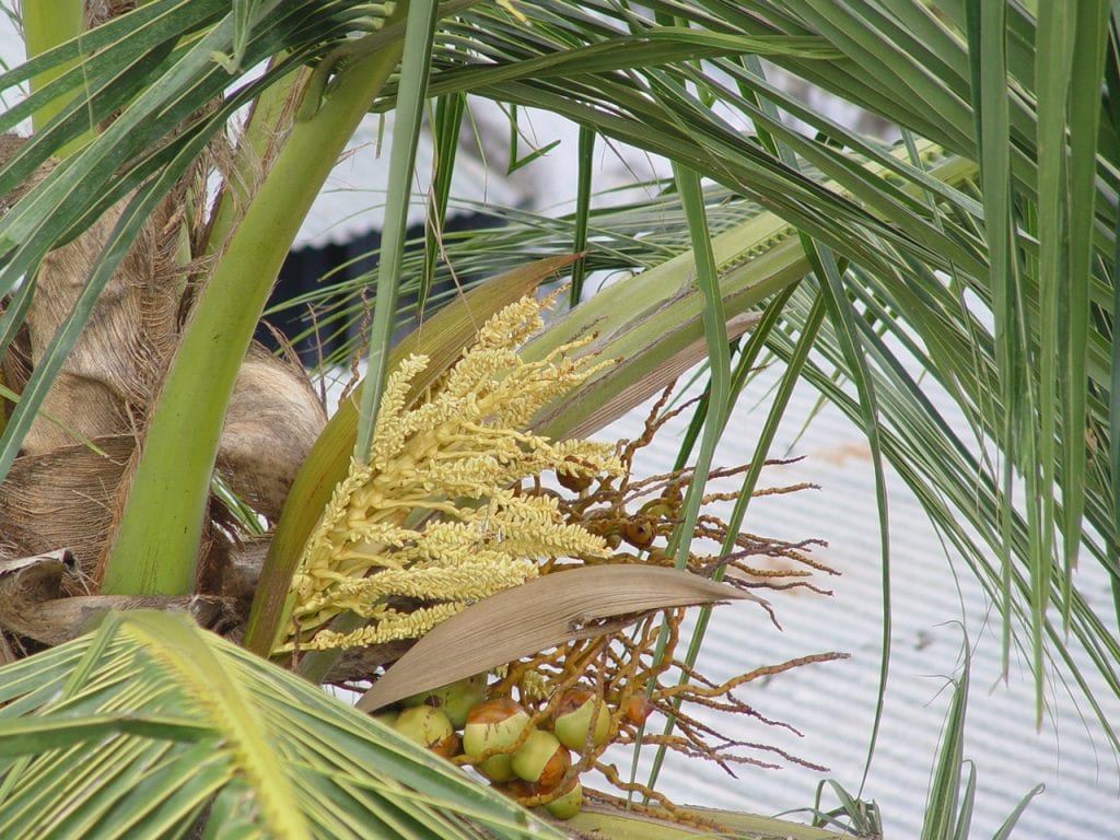 Blomstene på kokosnøttetreet er gule
