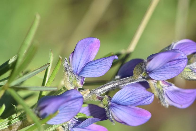Blomstene til Lupinus angustifolius er blå