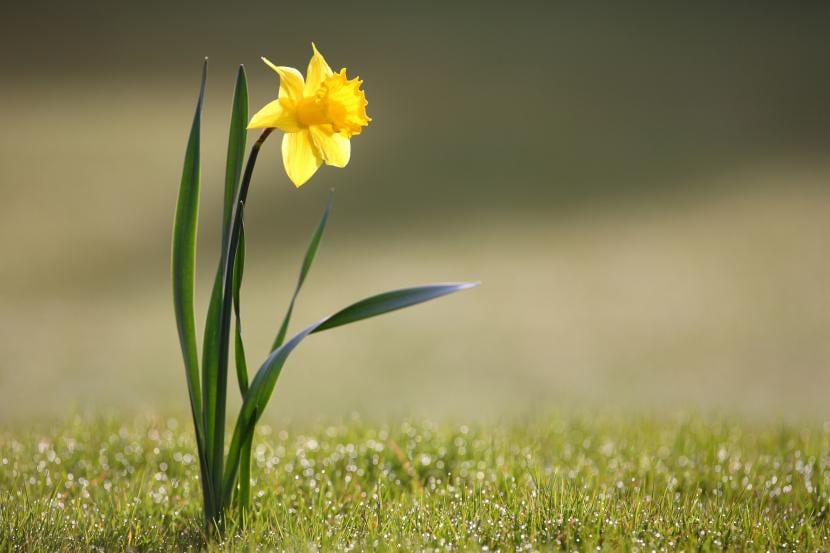 Narcissus, en veldig lettstelt blomst