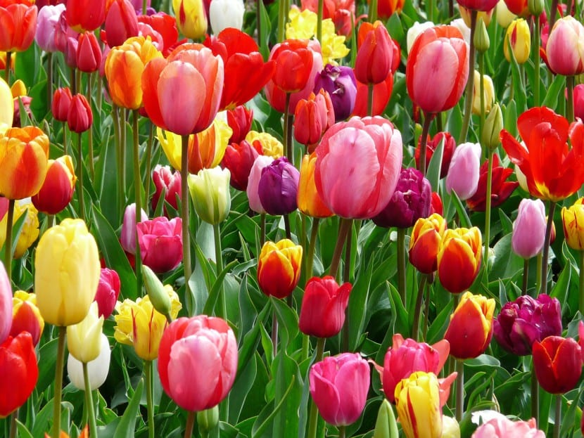 Tulipaner er flotte hageplanter