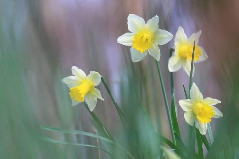 Narcissus er en plante som er formet som en pære