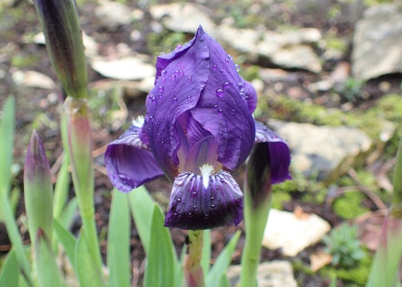 Iris lutescens er en pæreformet