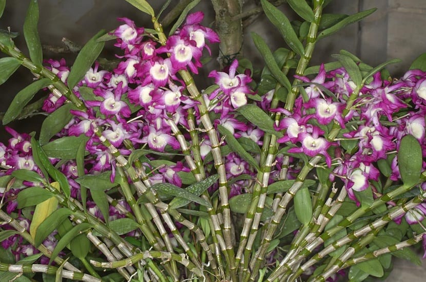 Orkide blomster