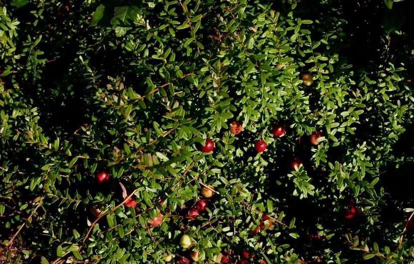 grønn busk med små røde jordbær