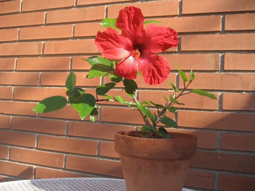 Hibiscus rosa-sinensis i blomsterpotte