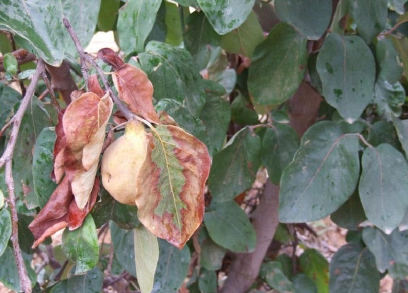 skadedyr på frukttre som heter Erwinia amylovora
