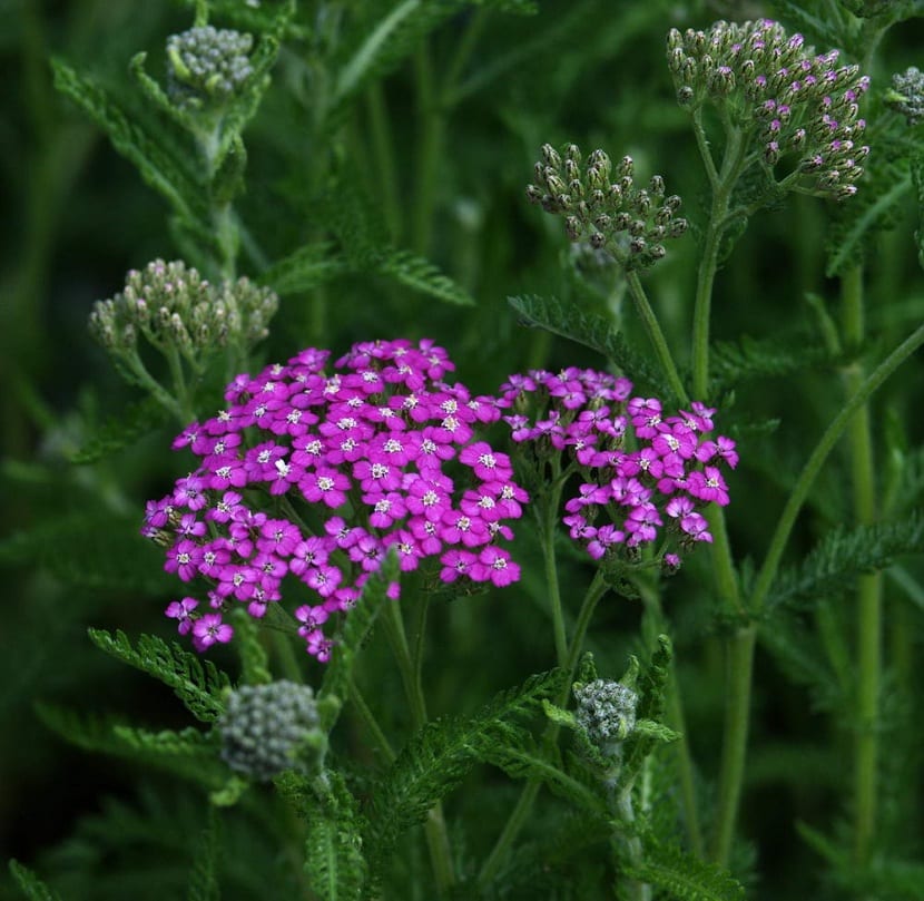 Ryllik blomster