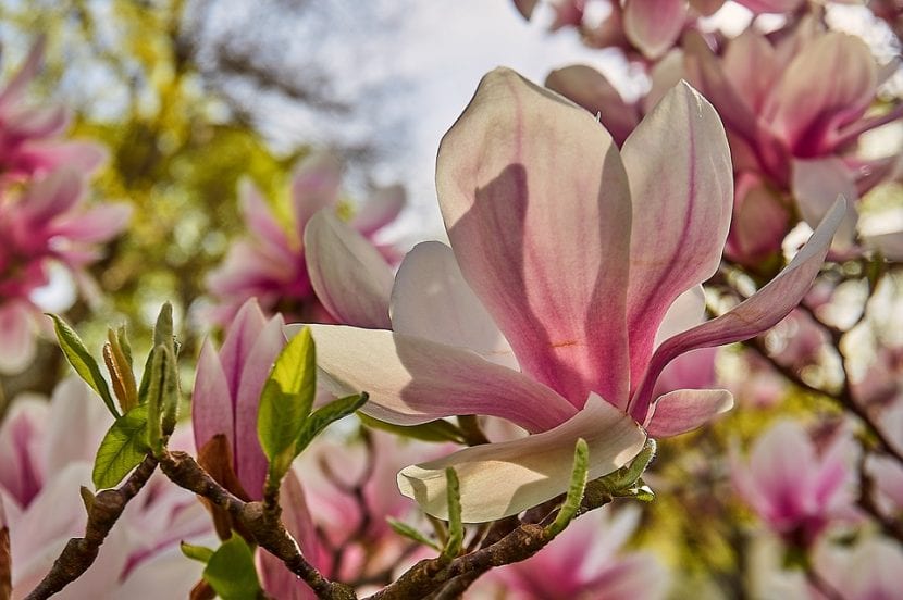 Blomstene til Magnolia x soulangeana er store