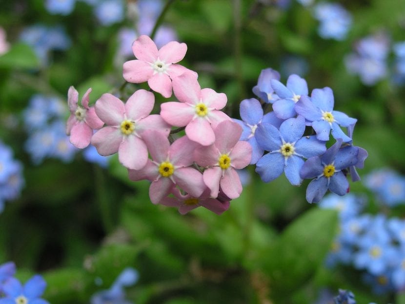 Myosotis blomster kan være blå eller rosa
