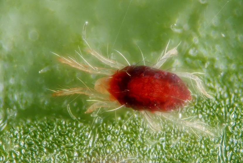 Rød edderkopp på blad