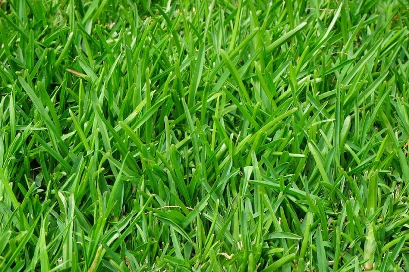 Lolium perenne er et gress som brukes som gress